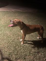 Found/Stray Male Dog last seen Foot hills and creek crossing Weatherford Hudson oaks, Weatherford, TX 76087