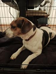 Reunited Male Dog last seen Chaudron dr, Mobile, AL 36618