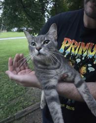 Found/Stray Unknown Cat last seen Off Manchester Rd, by The Rock church, Ballwin, MO 63011