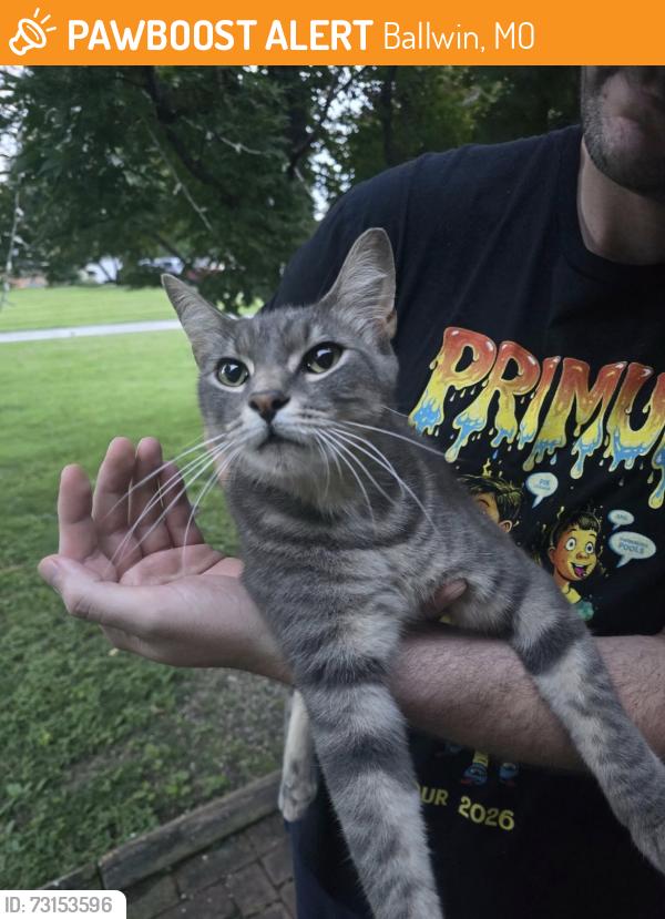 Found/Stray Unknown Cat last seen Off Manchester Rd, by The Rock church, Ballwin, MO 63011