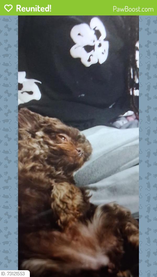 Reunited Female Dog last seen N Pueblo Blvd & Pumpkin Ln, Henderson, NV 89015