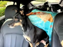 Reunited Male Dog last seen Ruby Falls, Chattanooga, TN 37409