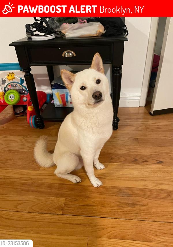 Lost Male Dog last seen West 10TH & Surf Ave., Brooklyn, NY 11224