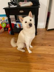 Lost Male Dog last seen West 10TH & Surf Ave., Brooklyn, NY 11224