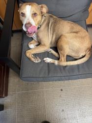 Found/Stray Female Dog last seen Fairbanks and hempstead, Cypress, TX 77429