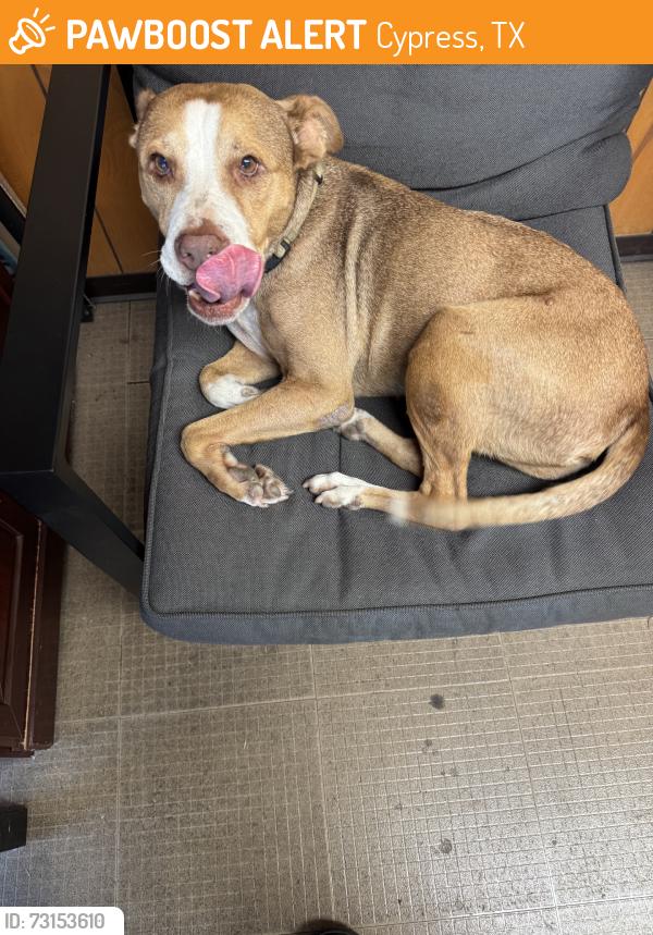 Found/Stray Female Dog last seen Fairbanks and hempstead, Cypress, TX 77429
