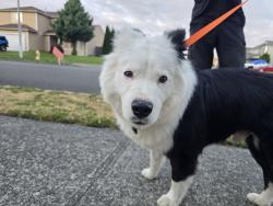 Reunited Male Dog last seen Chatham DR SE and Coos DR SE. Madrona Park, Thurston County, WA 98513