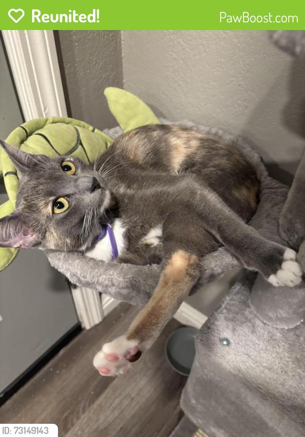 Reunited Female Cat last seen Virginia ave, San Jose, CA 95112