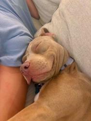 Shelter Stray Female Dog last seen Near Inverness Dr, Stone Mountain, GA 30083, 30083, GA, 3280 Chamblee Dunwoody Rd, Chamblee, GA 30341, USA