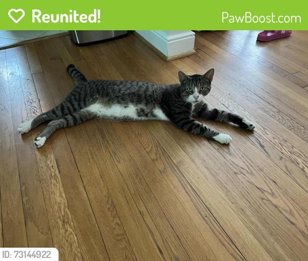 Reunited Male Cat last seen Hawthorne and Edgewood, Richmond, VA 23222