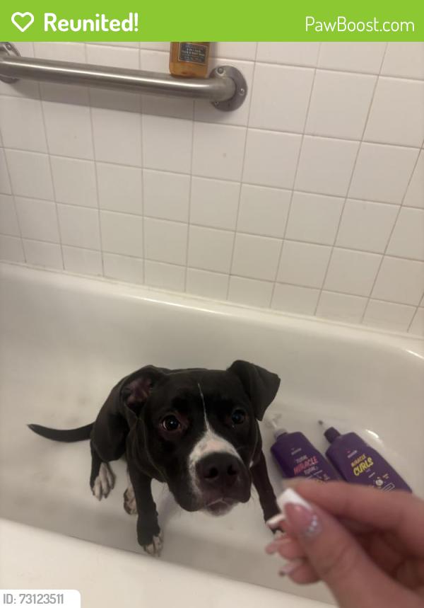 Reunited Female Dog last seen Near south Dallas Moore ok, Moore, OK 73160