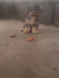 Lost Female Dog last seen 19th way N, St. Petersburg, FL 33702