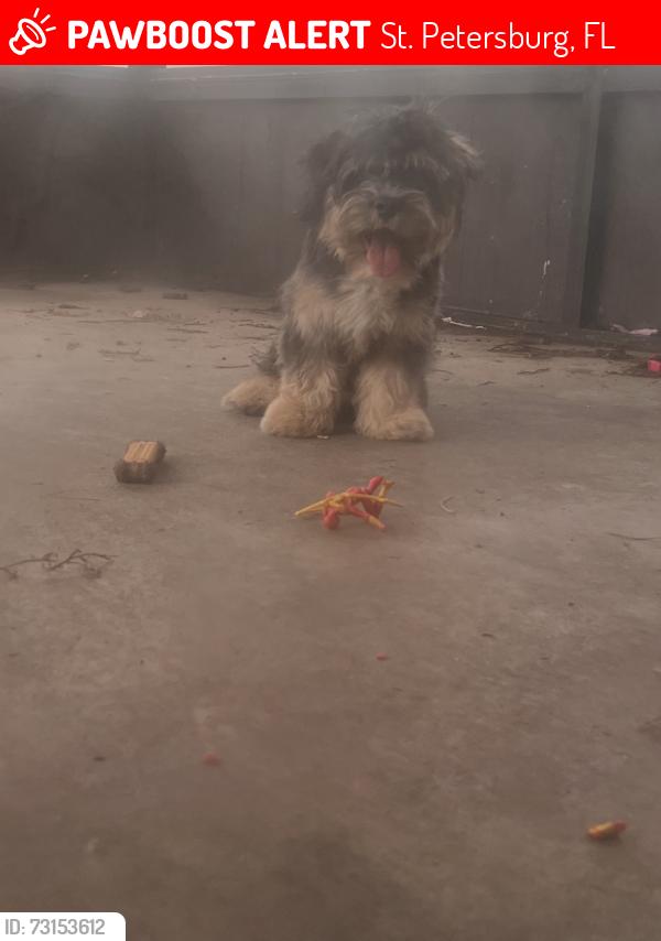 Lost Female Dog last seen 19th way N, St. Petersburg, FL 33702
