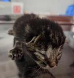 Shelter Stray Female Cat last seen W McKinley Ave & N Cornelia Ave, Fresno Zone Fresno CO 2 93722, CA, 1510 W Dan Ronquillo Dr, Fresno, CA 93706, USA