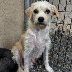 Shelter Stray Female Dog last seen , Oakland, CA, 1101 29th Ave, Oakland, CA 94601, USA