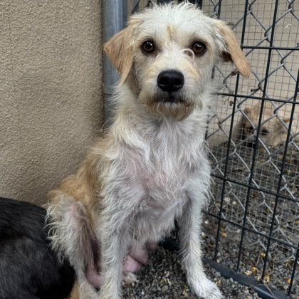 Shelter Stray Female Dog last seen , Oakland, CA, 1101 29th Ave, Oakland, CA 94601, USA