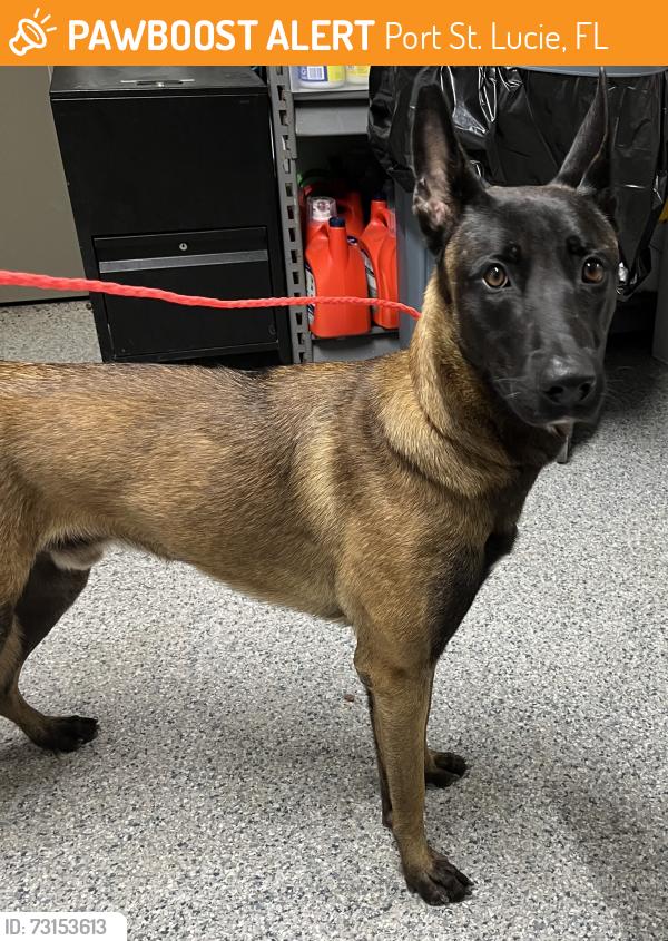 Found/Stray Male Dog last seen port st. lucie, Port St. Lucie, FL 34986