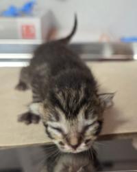 Shelter Stray Female Cat last seen W McKinley Ave & N Cornelia Ave, Fresno Zone Fresno CO 2 93722, CA, 1510 W Dan Ronquillo Dr, Fresno, CA 93706, USA