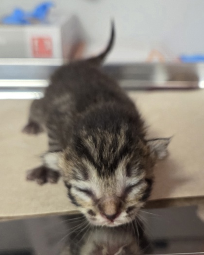 Shelter Stray Female Cat last seen W McKinley Ave & N Cornelia Ave, Fresno Zone Fresno CO 2 93722, CA, 1510 W Dan Ronquillo Dr, Fresno, CA 93706, USA