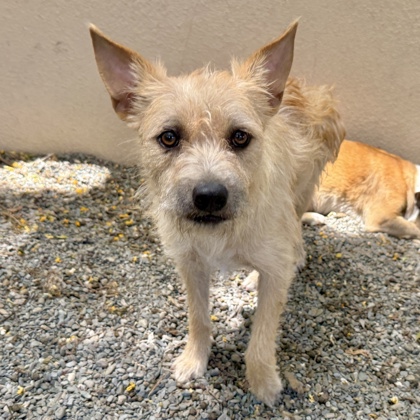 Shelter Stray Male Dog last seen , Oakland, CA, 1101 29th Ave, Oakland, CA 94601, USA