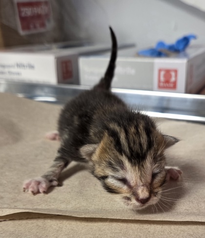 Shelter Stray Male Cat last seen W McKinley Ave & N Cornelia Ave, Fresno Zone Fresno CO 2 93722, CA, 1510 W Dan Ronquillo Dr, Fresno, CA 93706, USA
