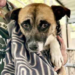 Shelter Stray Male Dog last seen , Oakland, CA, 1101 29th Ave, Oakland, CA 94601, USA
