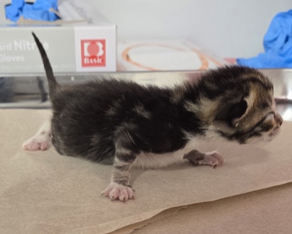 Shelter Stray Male Cat last seen W McKinley Ave & N Cornelia Ave, Fresno Zone Fresno CO 2 93722, CA, 1510 W Dan Ronquillo Dr, Fresno, CA 93706, USA