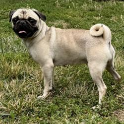 Shelter Stray Female Dog last seen 23rd by the McDonalds, Oakland, CA, 1101 29th Ave, Oakland, CA 94601, USA