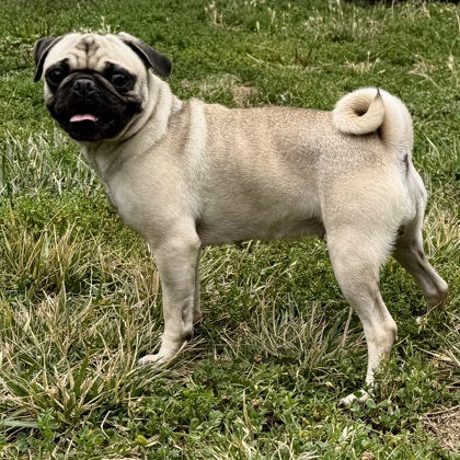 Shelter Stray Female Dog last seen 23rd by the McDonalds, Oakland, CA, 1101 29th Ave, Oakland, CA 94601, USA