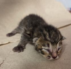 Shelter Stray Male Cat last seen W McKinley Ave & N Cornelia Ave, Fresno Zone Fresno CO 2 93722, CA, 1510 W Dan Ronquillo Dr, Fresno, CA 93706, USA