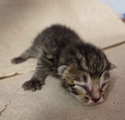 Shelter Stray Male Cat last seen W McKinley Ave & N Cornelia Ave, Fresno Zone Fresno CO 2 93722, CA, 1510 W Dan Ronquillo Dr, Fresno, CA 93706, USA