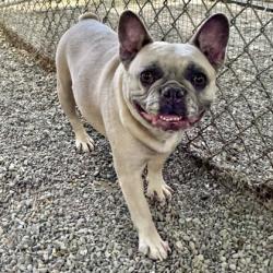 Shelter Stray Female Dog last seen 60th & Dover, Oakland, CA, 1101 29th Ave, Oakland, CA 94601, USA