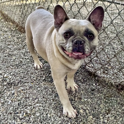 Shelter Stray Female Dog last seen 60th & Dover, Oakland, CA, 1101 29th Ave, Oakland, CA 94601, USA