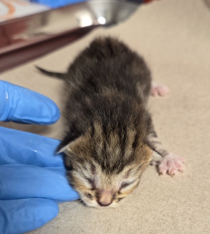 Shelter Stray Male Cat last seen W McKinley Ave & N Cornelia Ave, Fresno Zone Fresno CO 2 93722, CA, 1510 W Dan Ronquillo Dr, Fresno, CA 93706, USA