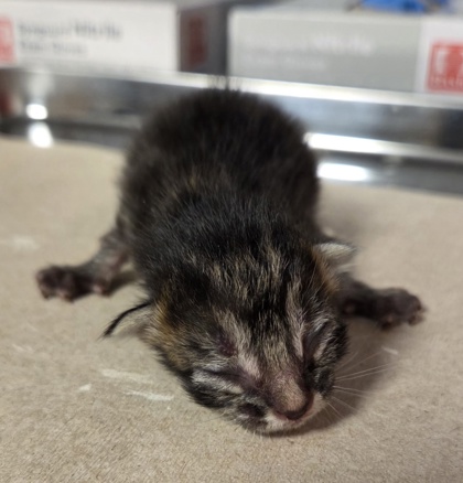 Shelter Stray Male Cat last seen W McKinley Ave & N Cornelia Ave, Fresno Zone Fresno CO 2 93722, CA, 1510 W Dan Ronquillo Dr, Fresno, CA 93706, USA