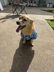 Lost Male Dog last seen Belle Grove & Ashland, Bossier City, LA 71111