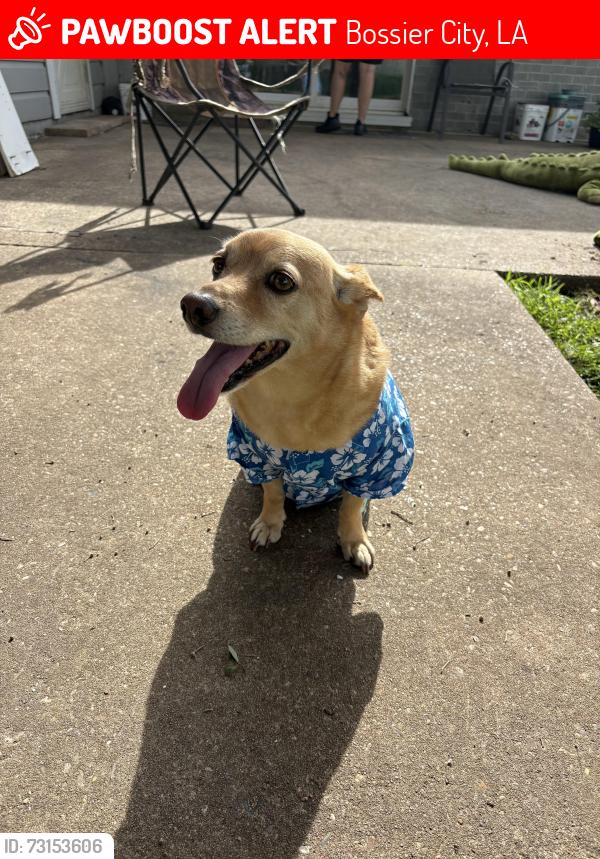 Lost Male Dog last seen Belle Grove & Ashland, Bossier City, LA 71111
