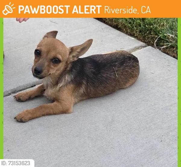 Found/Stray Female Dog last seen Loring Ranch Road, Riverside, CA 92509