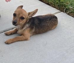 Found/Stray Female Dog last seen Loring Ranch Road, Riverside, CA 92509