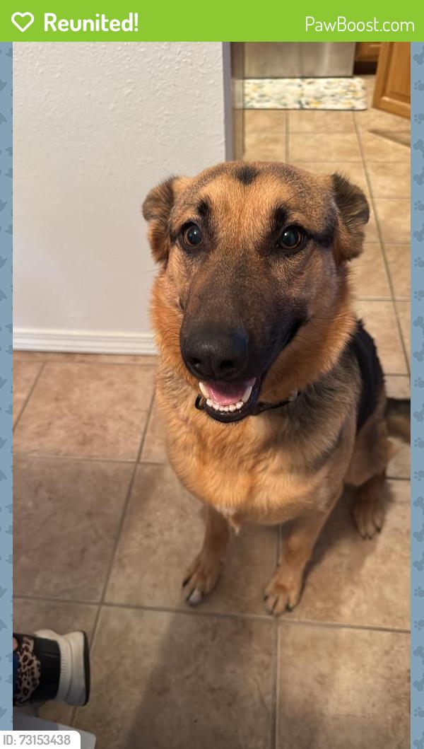 Reunited Female Dog last seen Eubank and Academy, Albuquerque, NM 87111