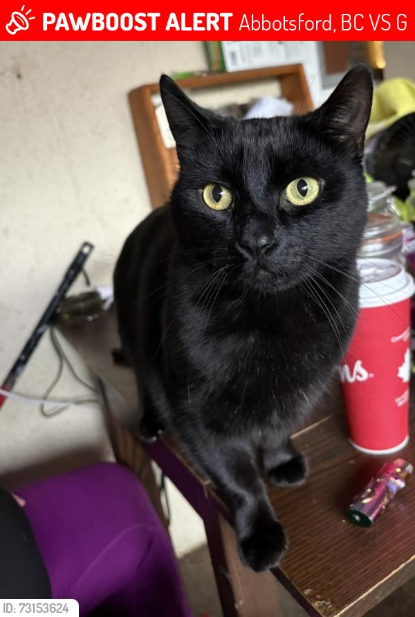 Lost Male Cat last seen Hoon park, Abbotsford, BC V2S 1G1