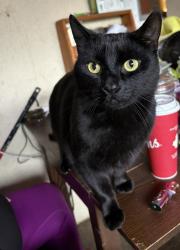 Lost Male Cat last seen Hoon park, Abbotsford, BC V2S 1G1