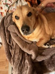 Reunited Female Dog last seen Weymouth and Arbor Ave, Vineland, NJ 08360