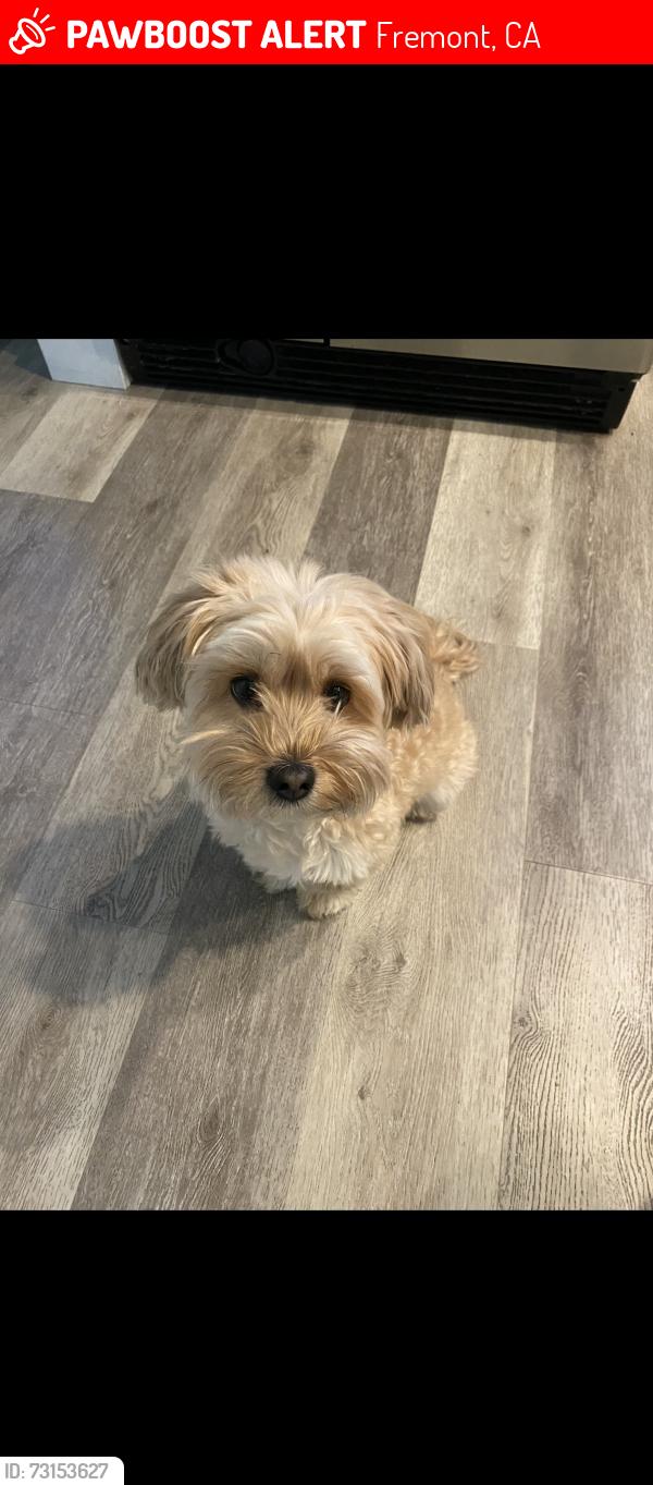 Lost Female Dog last seen Camden Village near Dog Park, Fremont, CA 94536