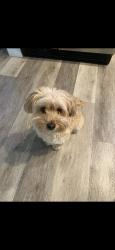 Lost Female Dog last seen Camden Village near Dog Park, Fremont, CA 94536