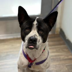 Shelter Stray Male Dog last seen Airway Road, San Diego, CA, 92154, 5500 Gaines St, San Diego, CA 92110, USA