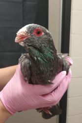 Shelter Stray Unknown Bird last seen Near Dominguez Way, El Cajon, CA, 92021, El Cajon, CA 92020, USA