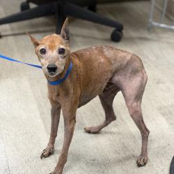 Shelter Stray Male Dog last seen Near Poinsettia Drive, San Diego, CA, 92106, 5500 Gaines St, San Diego, CA 92110, USA