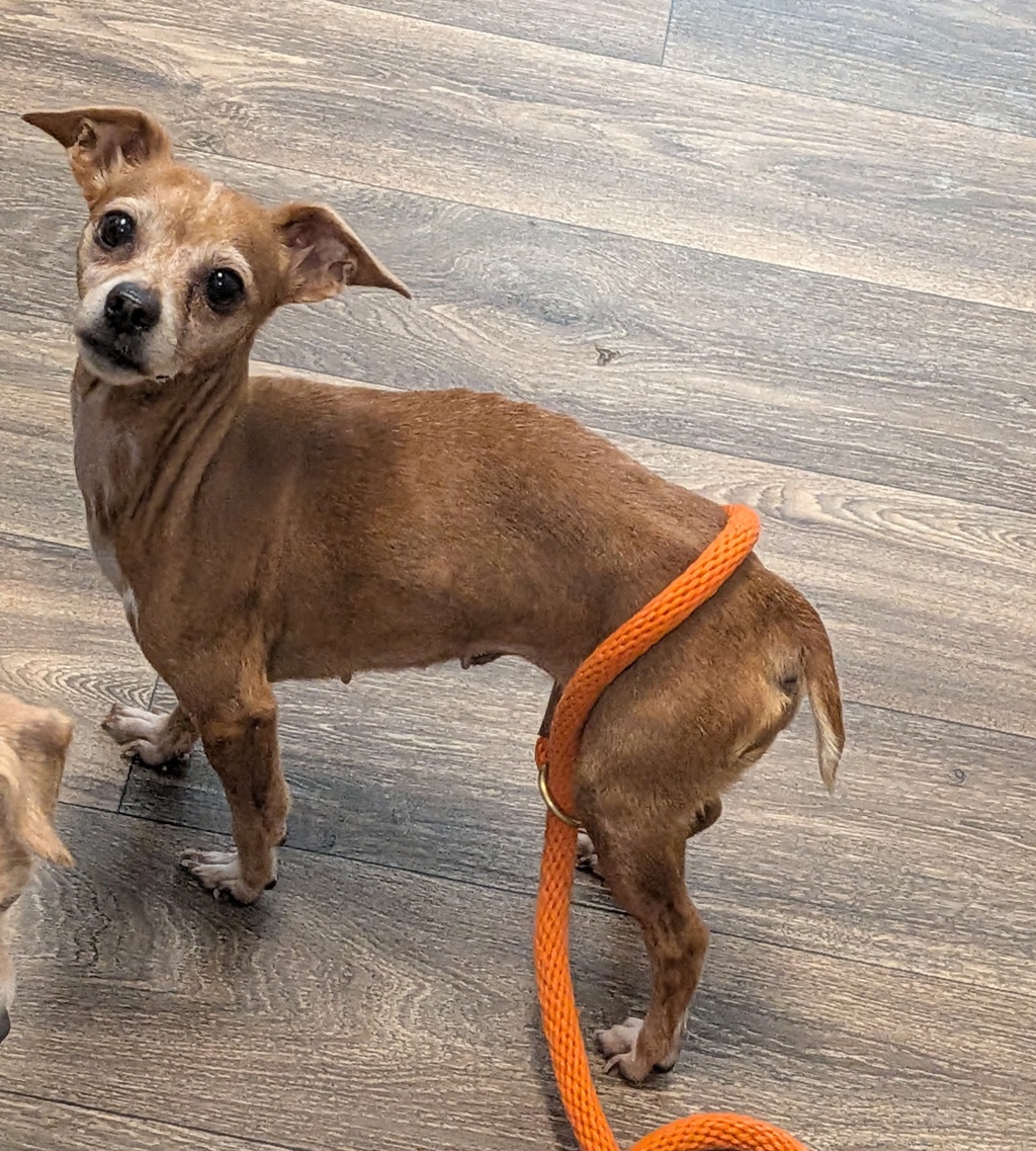 Shelter Stray Female Dog last seen Near University Avenue, San Diego, CA, 92105, 5500 Gaines St, San Diego, CA 92110, USA