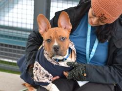 Shelter Stray Male Dog last seen Barkley, SIDNEY, NY, 13838, 326 E 110th St, New York, NY 10029, USA
